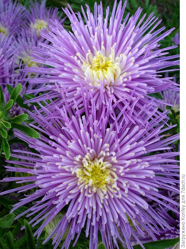 Астра Принетте лавандовая