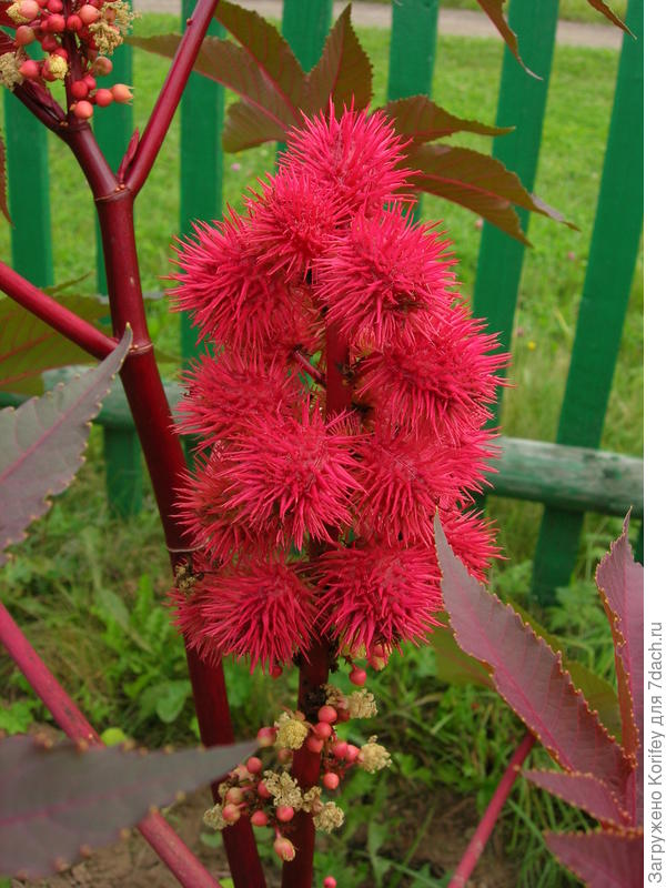 Клещевина, завязавшиеся семена