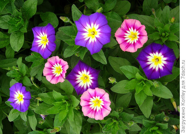 Разноцветные вьюнки, смесь