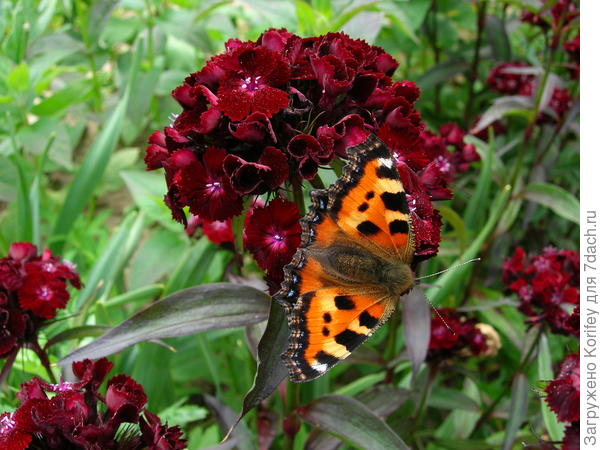Гвоздика турецкая