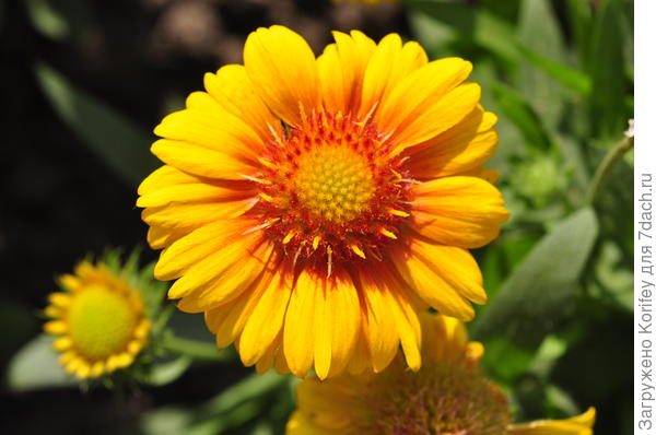 Гайлардия (Gaillardia aristata) Arisona Sun