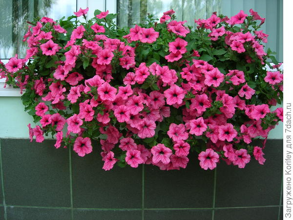 Петунии самые разные, в кашпо и на клумбах
