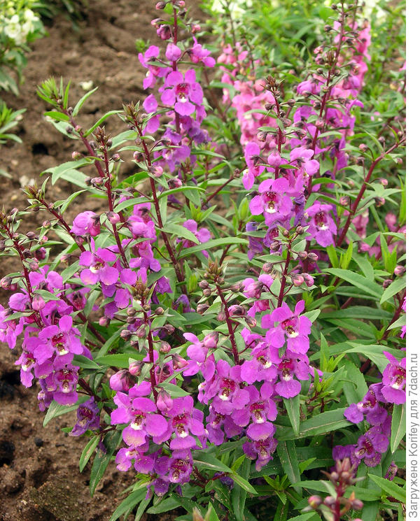 Ангелония. хотите в бордюр, хотите в горшки или напольные вазы