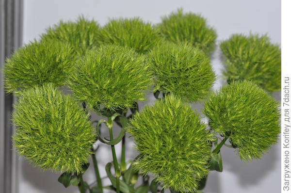 Гвоздика Green Ball