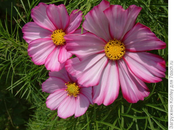 Космея Пикоти