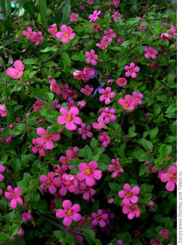 Бакопа розовая. И в кашпо хорошо, и на грядку ...