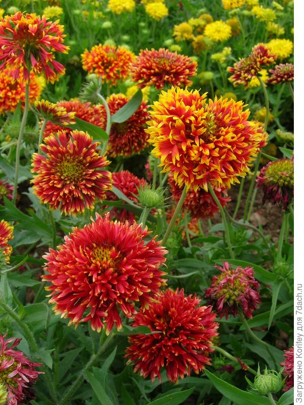 Гайлардия, смесь