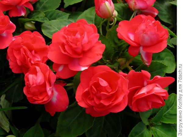 Бальзамины. Это конкретно Carmeo Neo Orange Twistwist