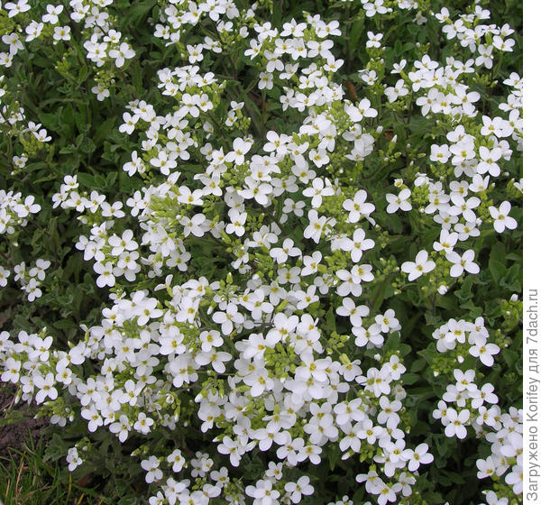 Ну вот, например, Арабис. И клумбу оттенить, и вдоль миксбордера посеять, да и просто так яркое пятно на клумбе или на газоне сделать