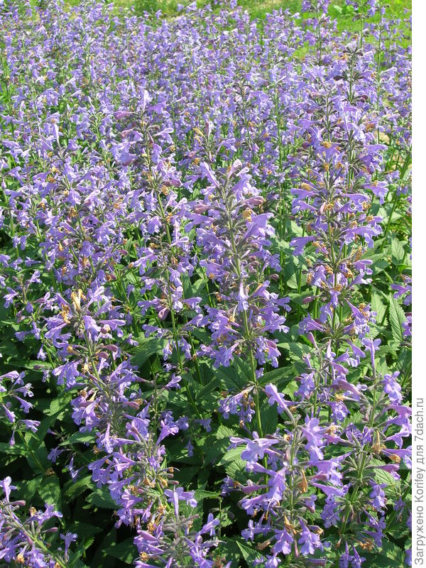 Котовник Голубой ковер