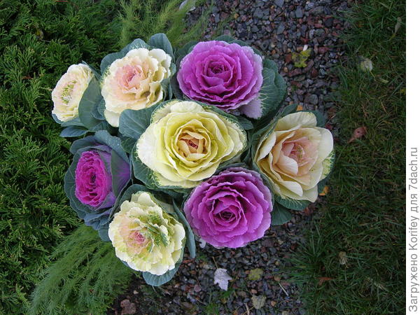 Букет из декоративной капусты