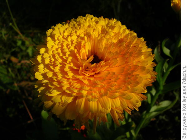 Махровая календула