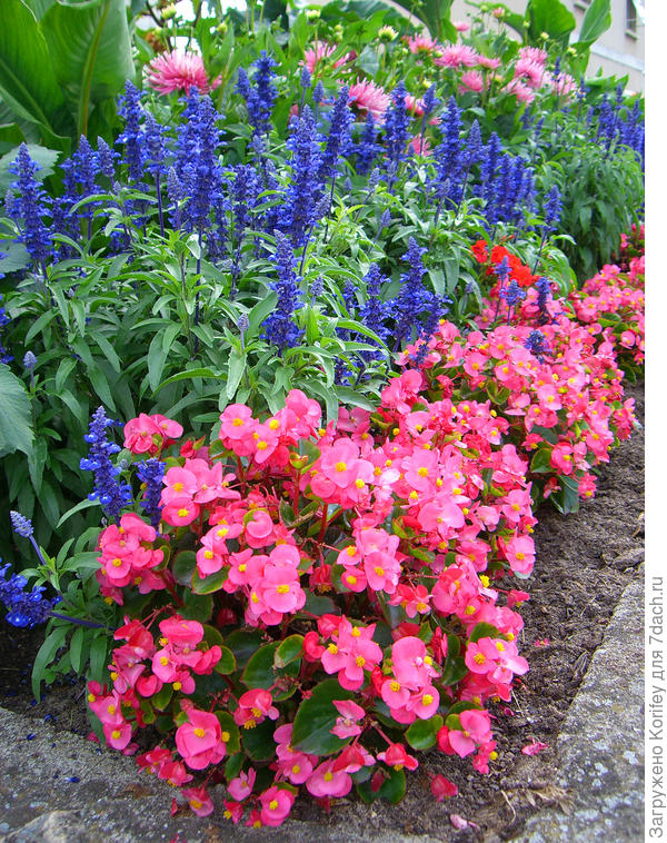 Бегония всегдацветущая Олимпия и сальвия фаринацея Рио