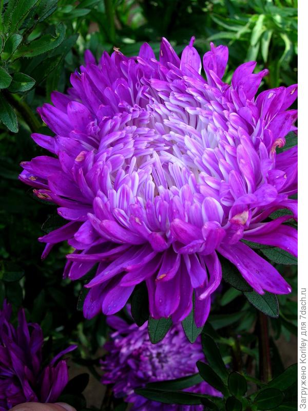 Сорт Седая Дама синяя