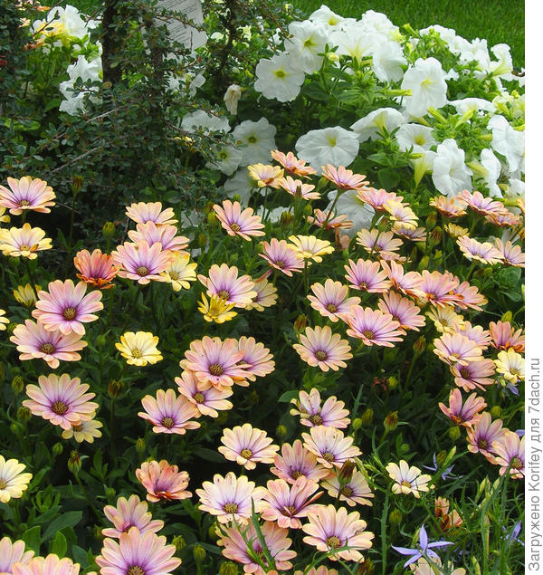 Диморфотека на фоне петуний