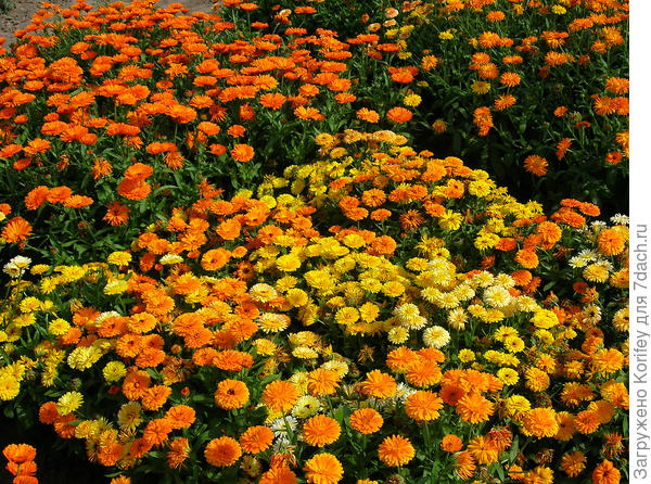 Смесь самых разных календул