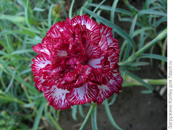 Гвоздика шабо Пикоти