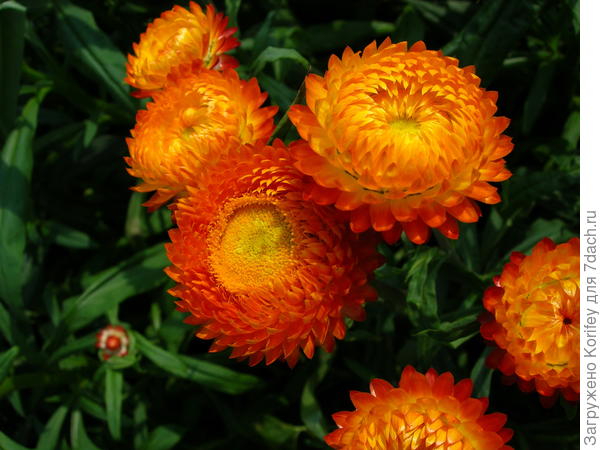 Гелихризумы