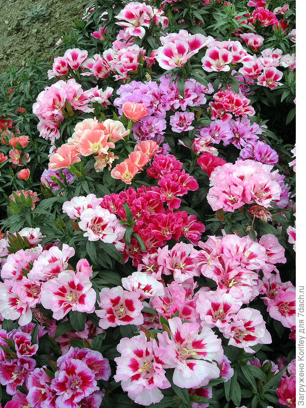 Годеция, смесь