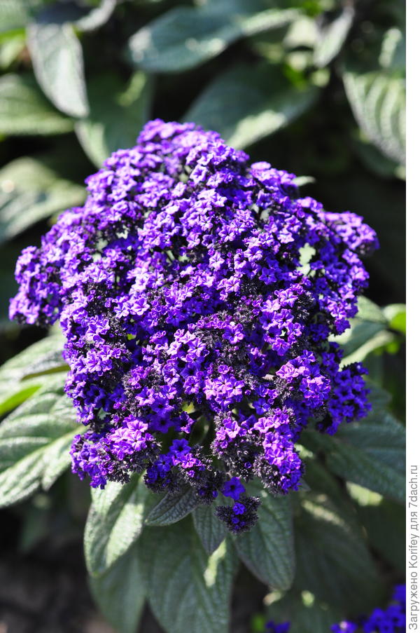 Гелиотроп (Heliotropium arborescens) Sea Breeze