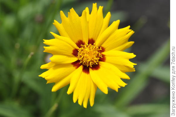 Кореопсис Sunfire