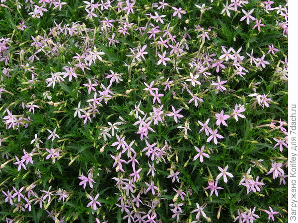 Лаурентия Авантгард