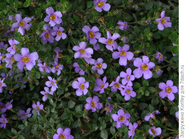 Бакопа голубая. хотите. можно вполне комбинировать и сочетать