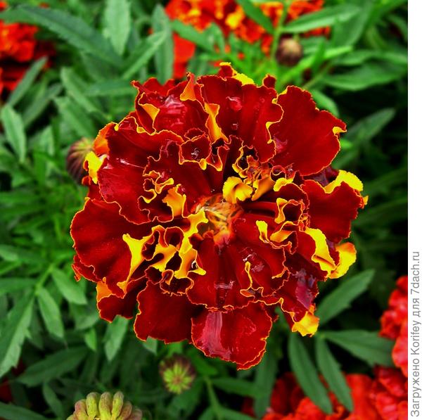 Бархатцы Красная брокада