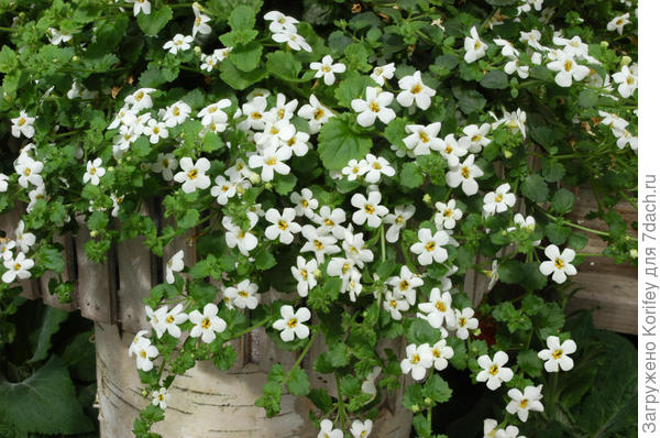 Бакопа белая