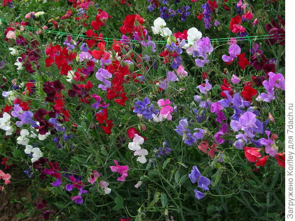 Душистый горошек, смесь