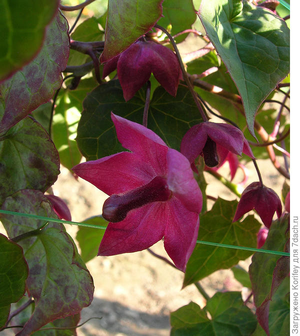 Он же, в другой проекции