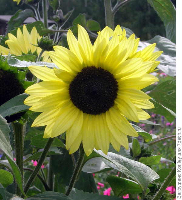 Или вот такой лимонный, гибрид называется Yellow Life F1