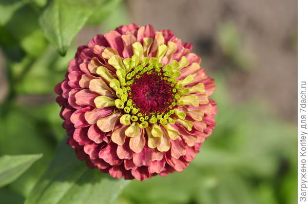Циния Queen Red Lime F1 (Zinnia angustifolia)