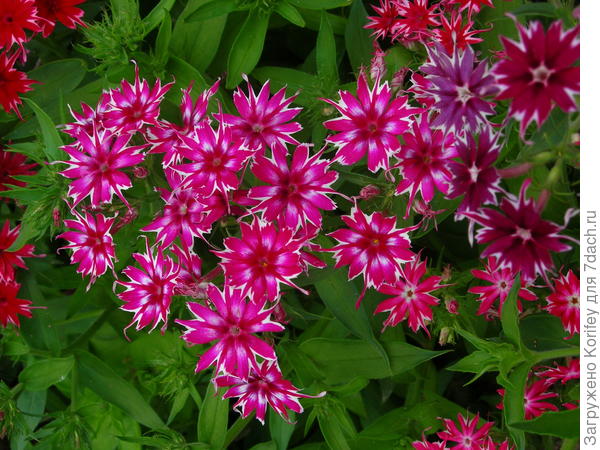 Однолетний флокс