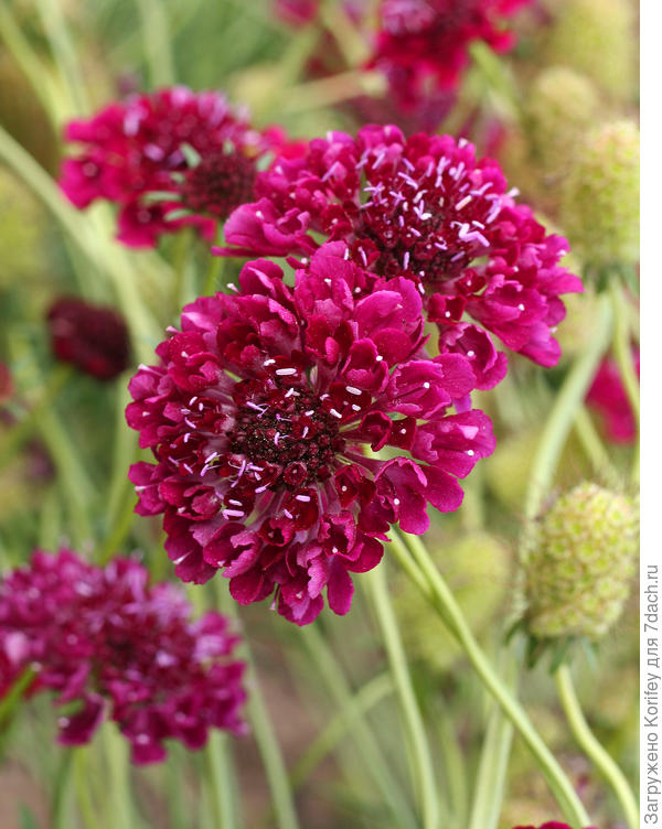 Тоже скабиоза