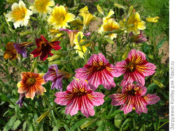 Сальпинглосисы Али-Баба, смесь