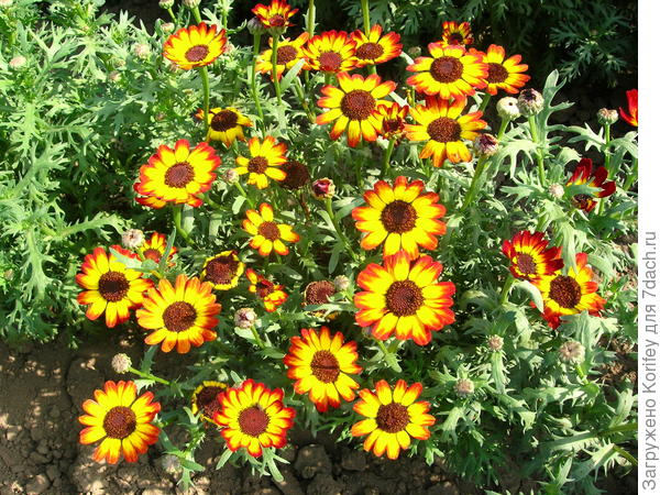 Хризантема Германский флаг