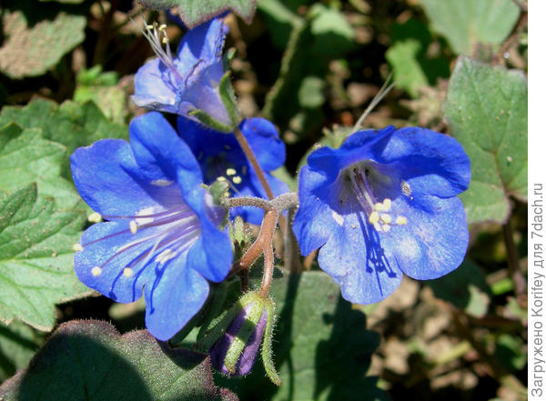 Фацелия Калифолрнийский колокольчик