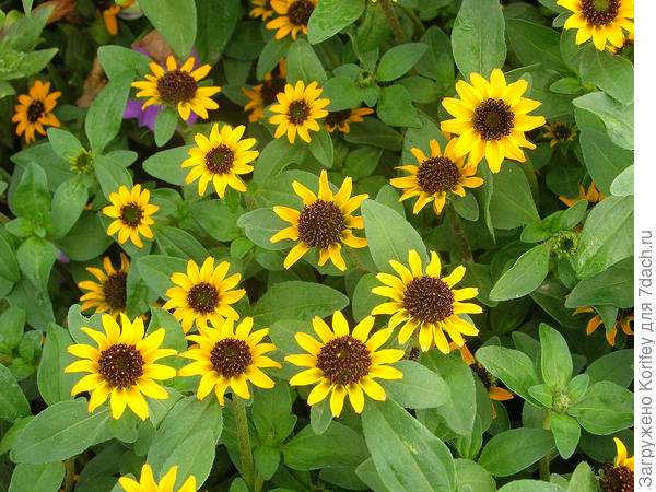 Санвиталия, сорт не помню