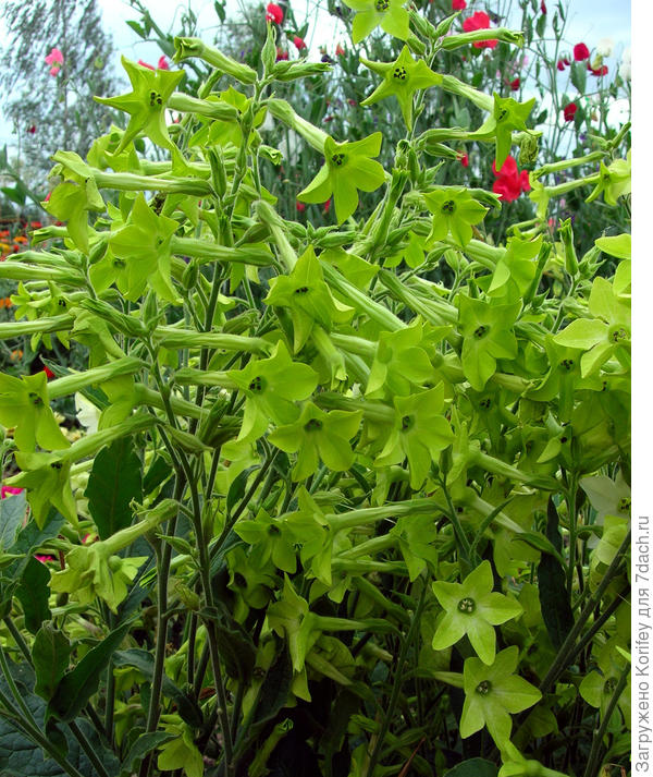 Тоже табак душистый