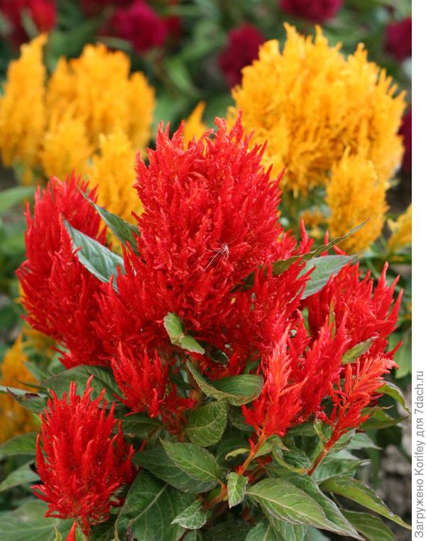 Тоже целлозии