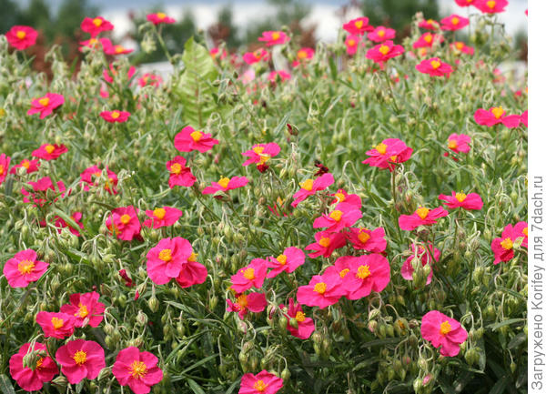 Солнцецвет