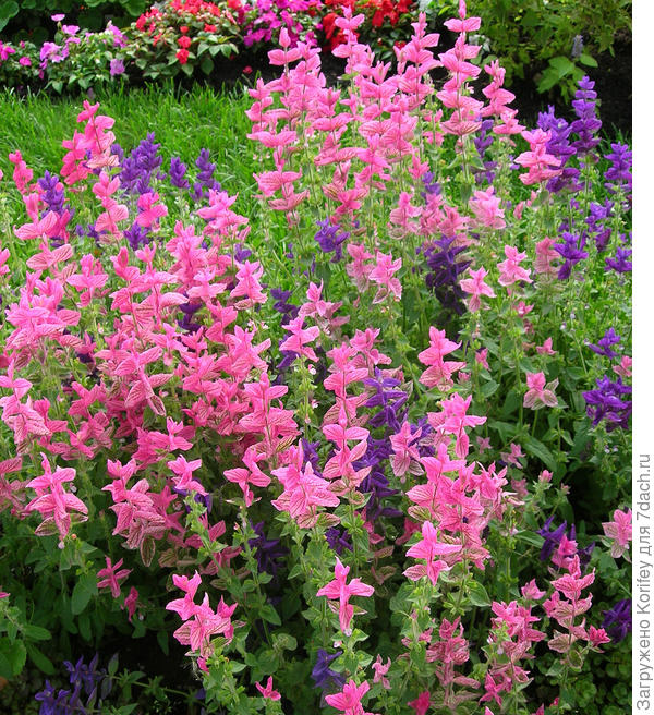 Сальвия Мраморные ворота