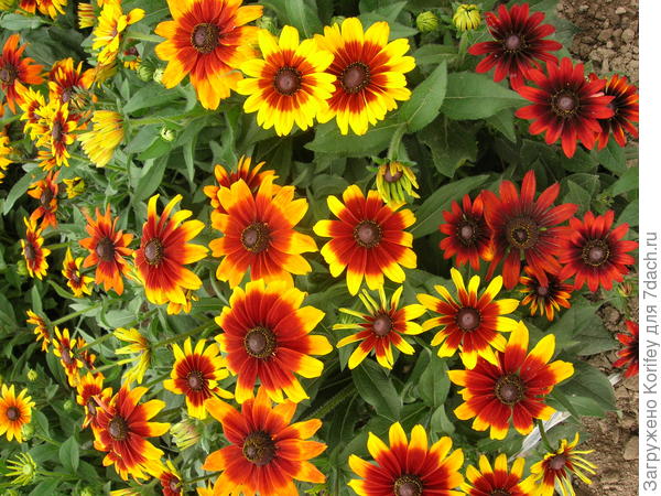 Рудбекия Осенние краски, смесь