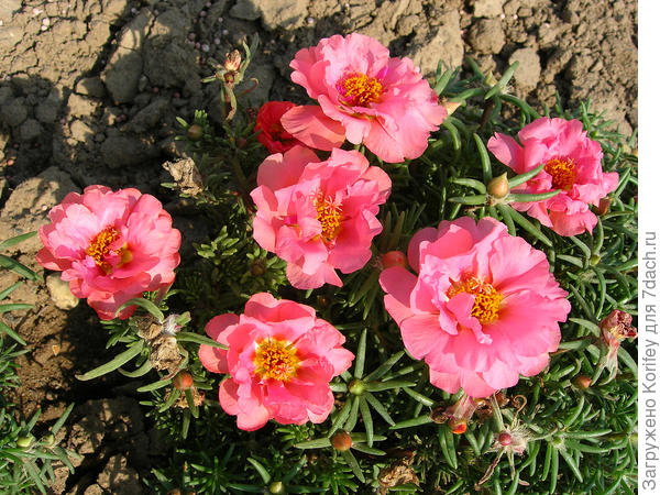 Портулак махровый