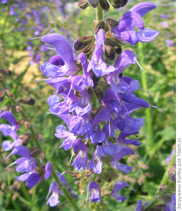 Сальвия Блю Клауд (Голубое облако)