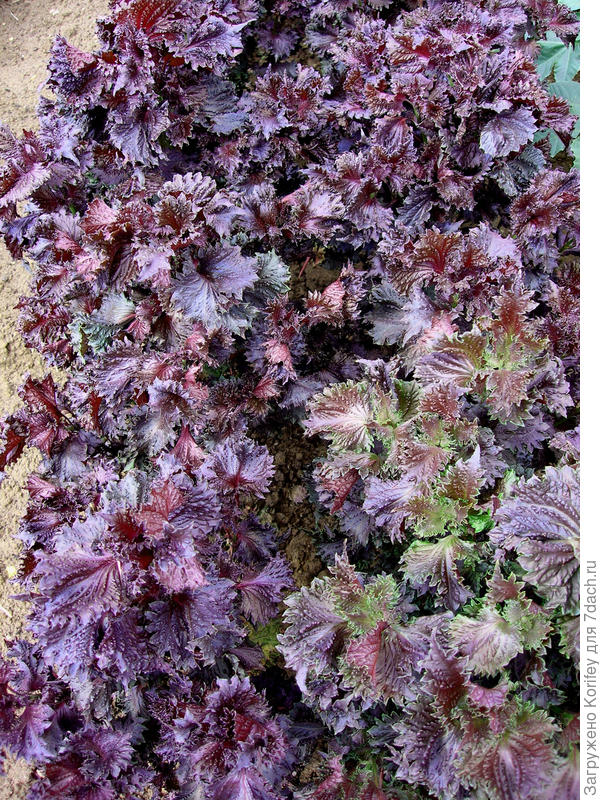 Перилла кустарниковая