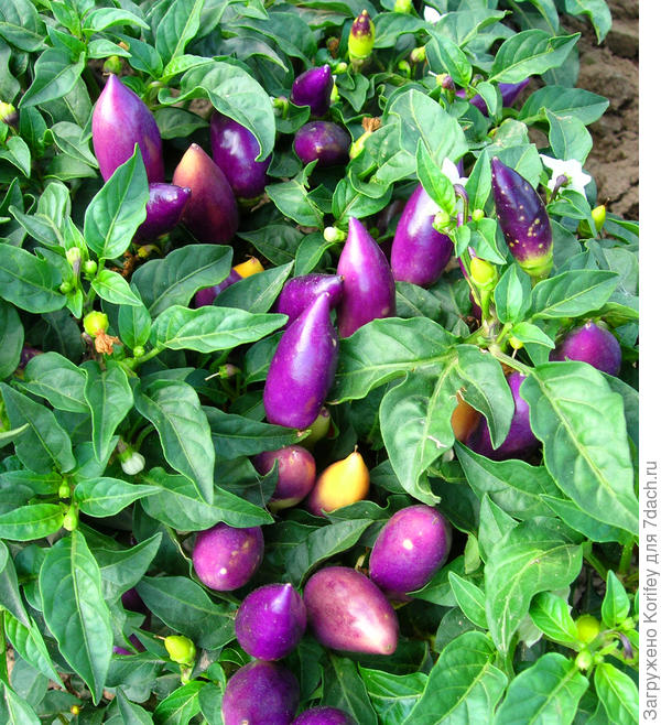 Перец декоративный