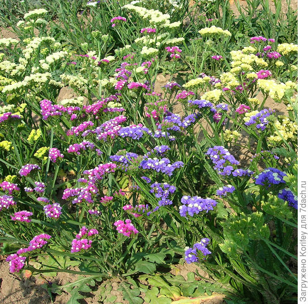 Статица Крымская смесь