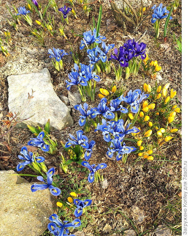 У теплотрасс зацвели первые сетчатые ирисы. И стали пробиваться первые крокусы.
